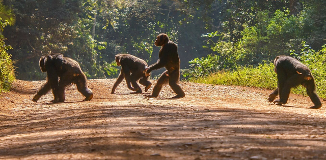 伊萨谷的黑猩猩,依靠大树好修行——进化到双足直立行走初